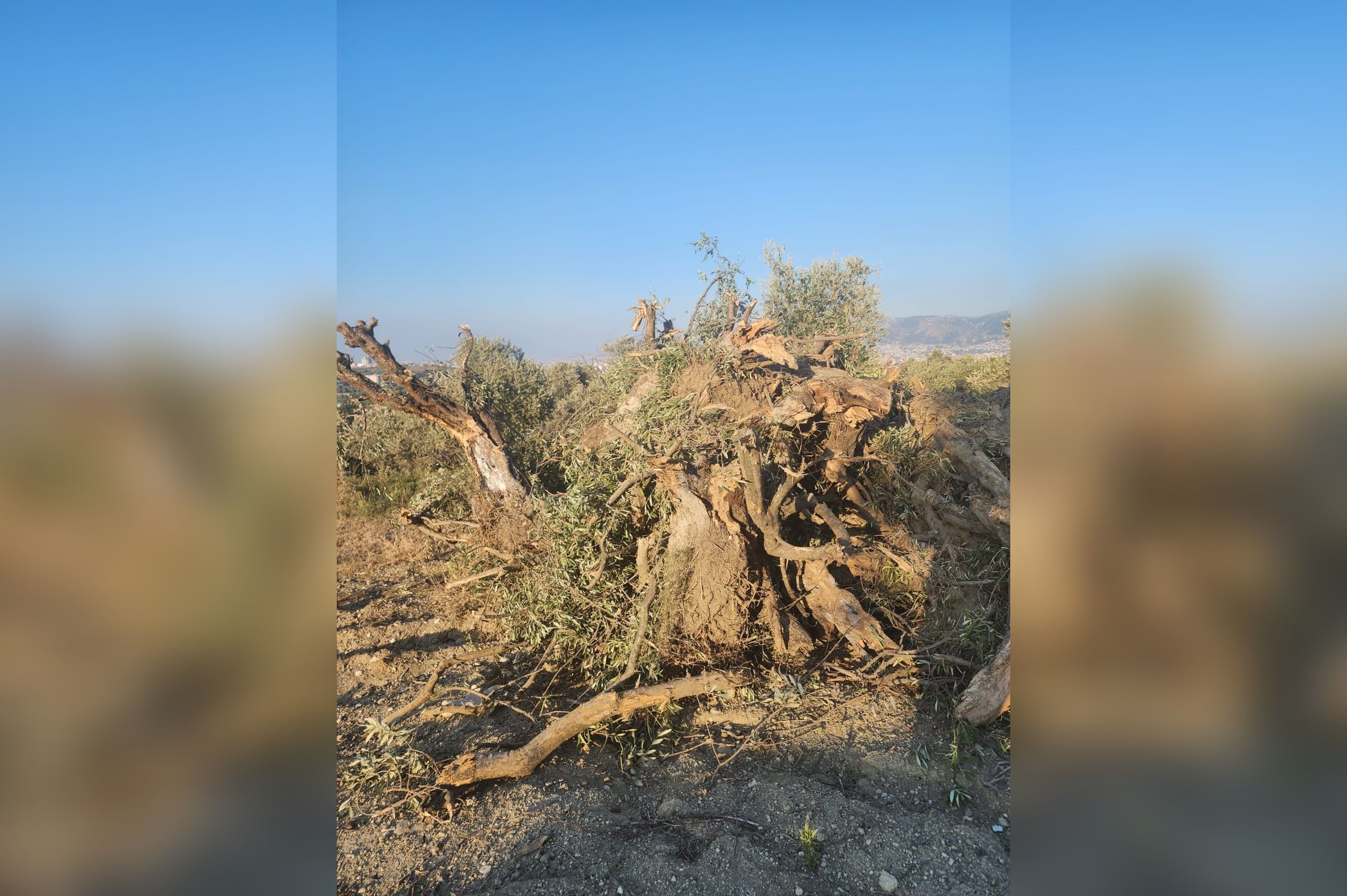 Sökülen zeytin ağaçları