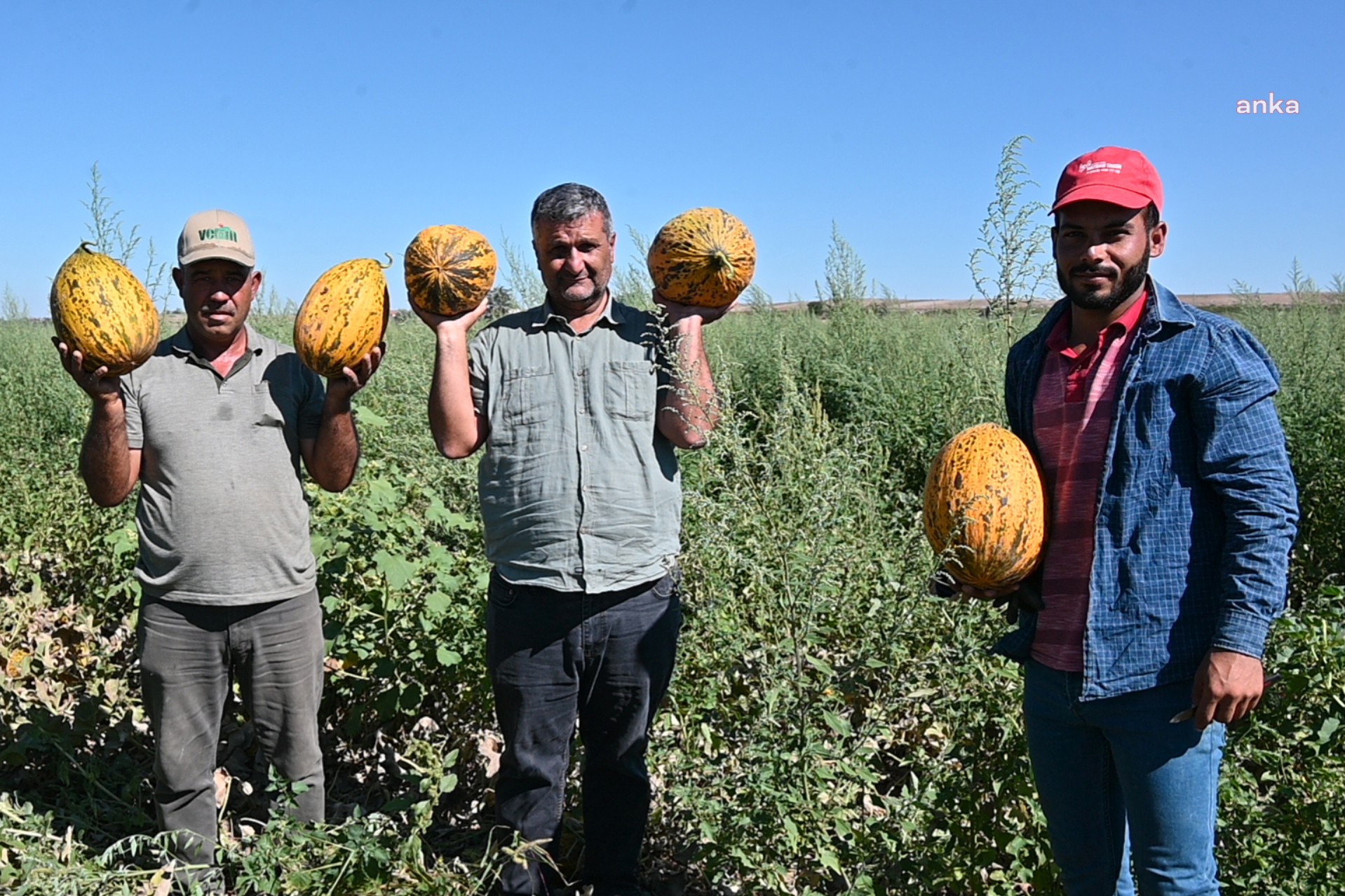 Yozgat’ta kavun-karpuz üreticisi girdi maliyetlerinden yakınıyor