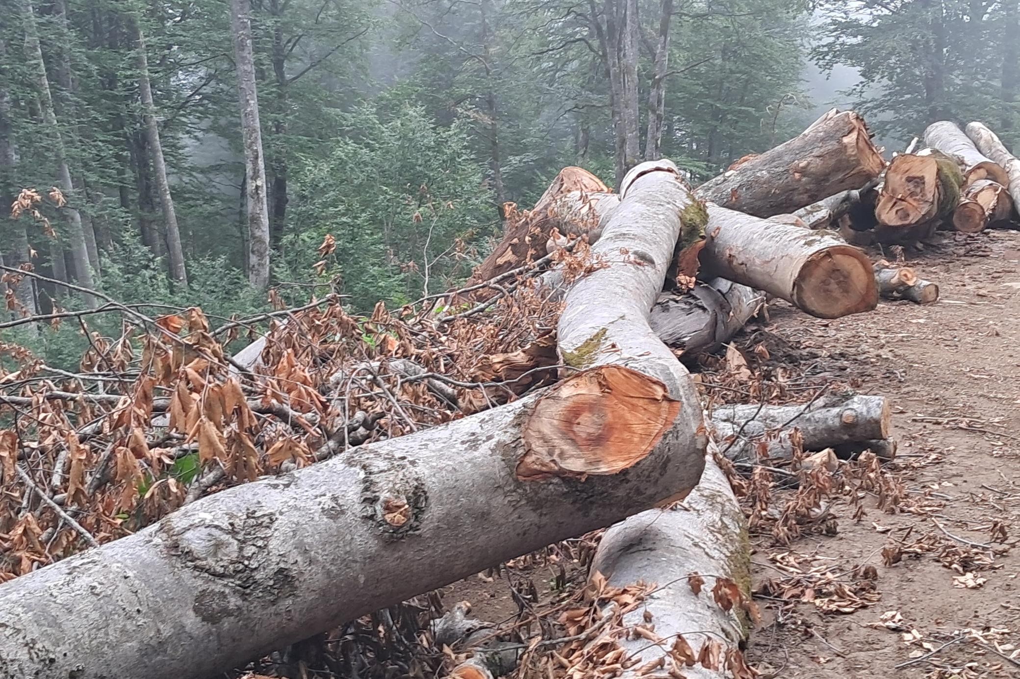 Macahel bölgesinde ağaç katliamı