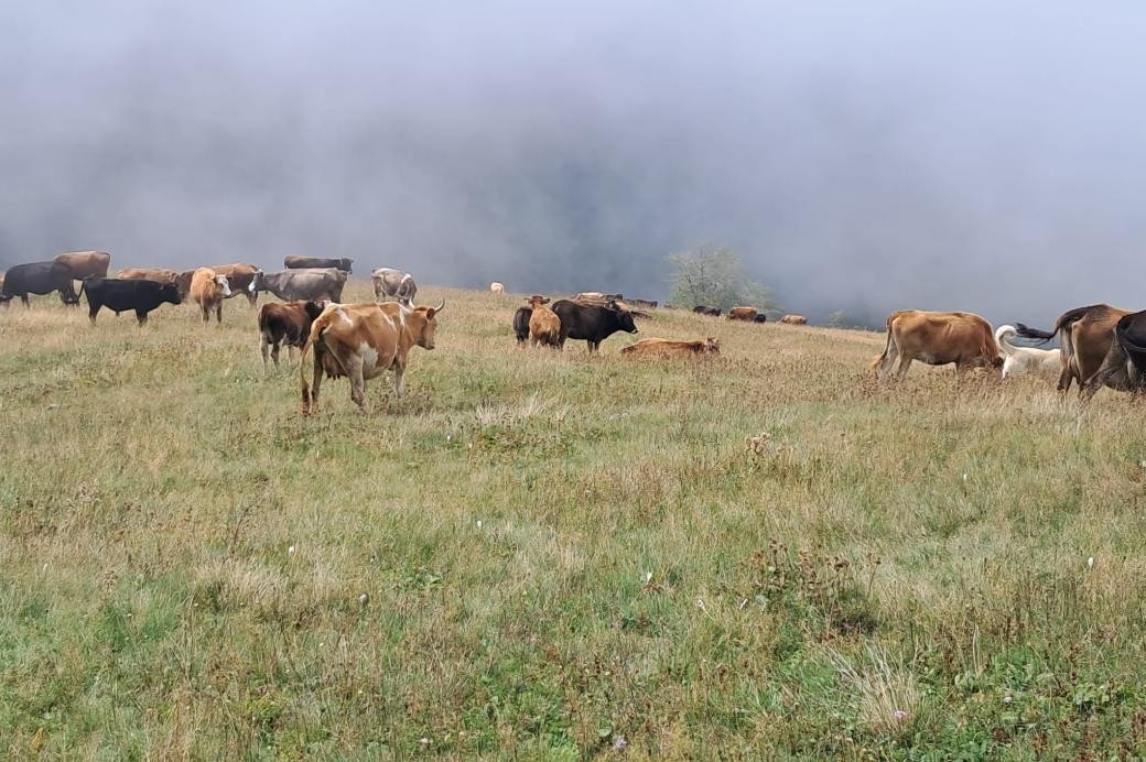 Artvin'in Ardıçlı ve Çimenli köylülerinden meralarda madene tepki