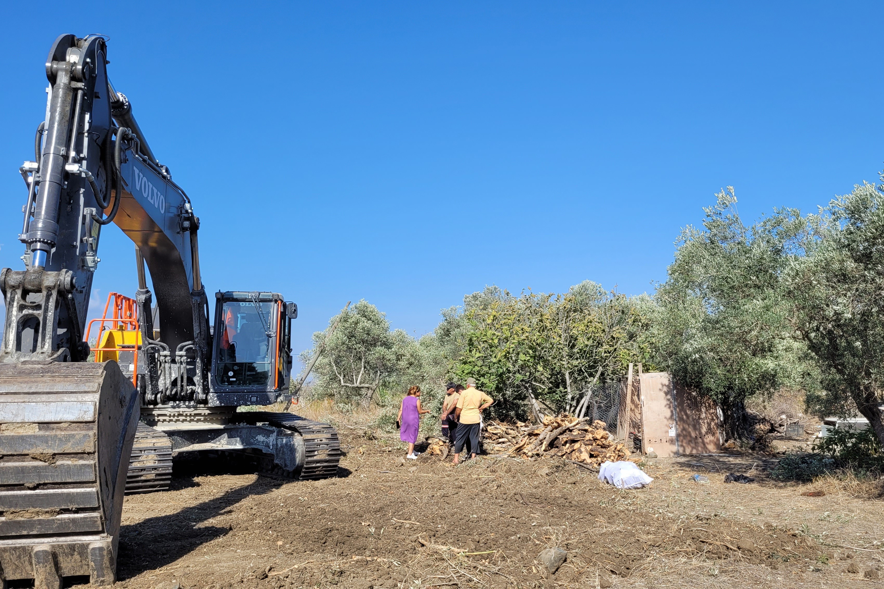 Hatay zeytin ağacı kesimi 