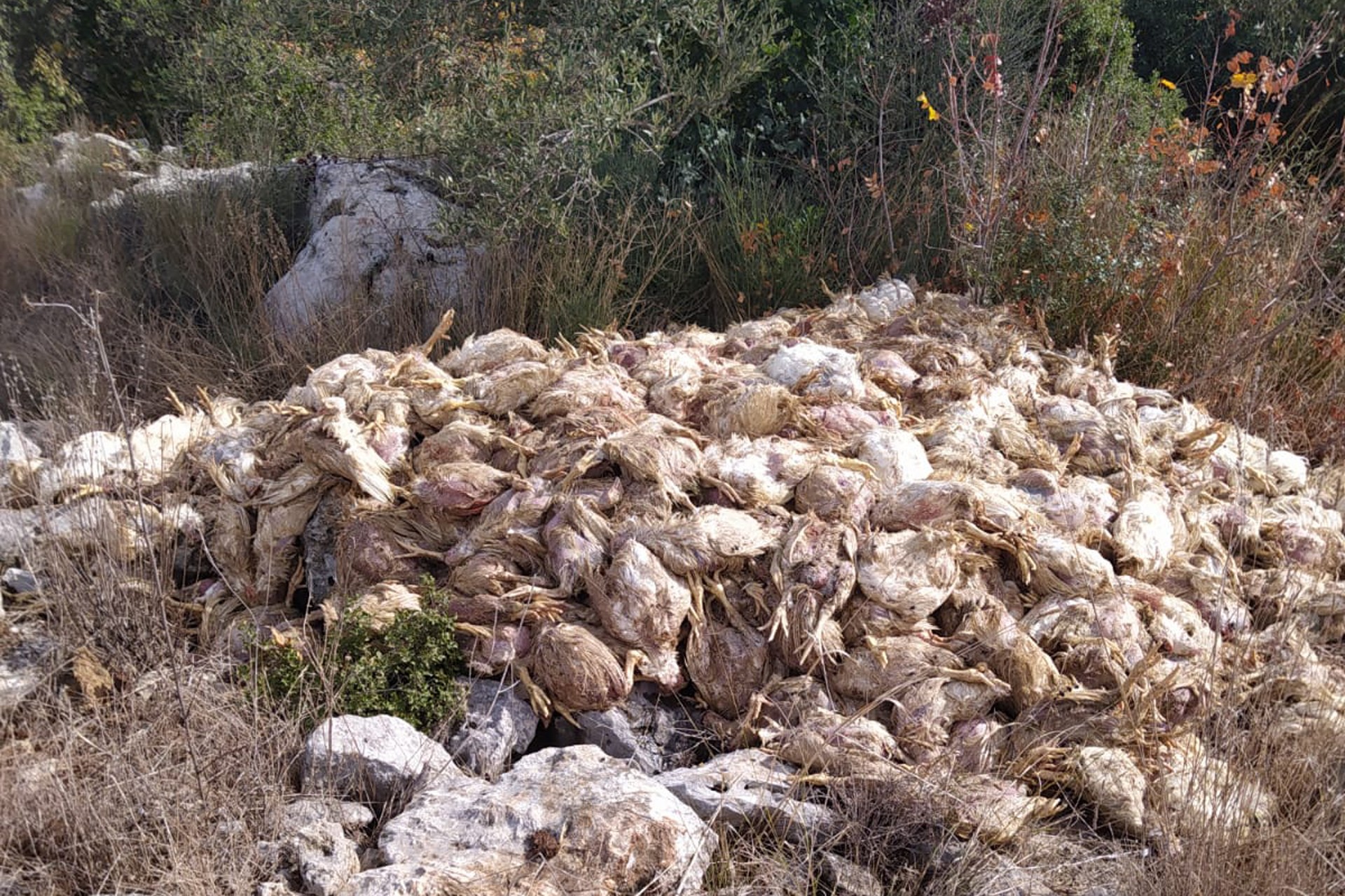 Tarsus'ta boş arazide yüzlerce ölü tavuk bulundu