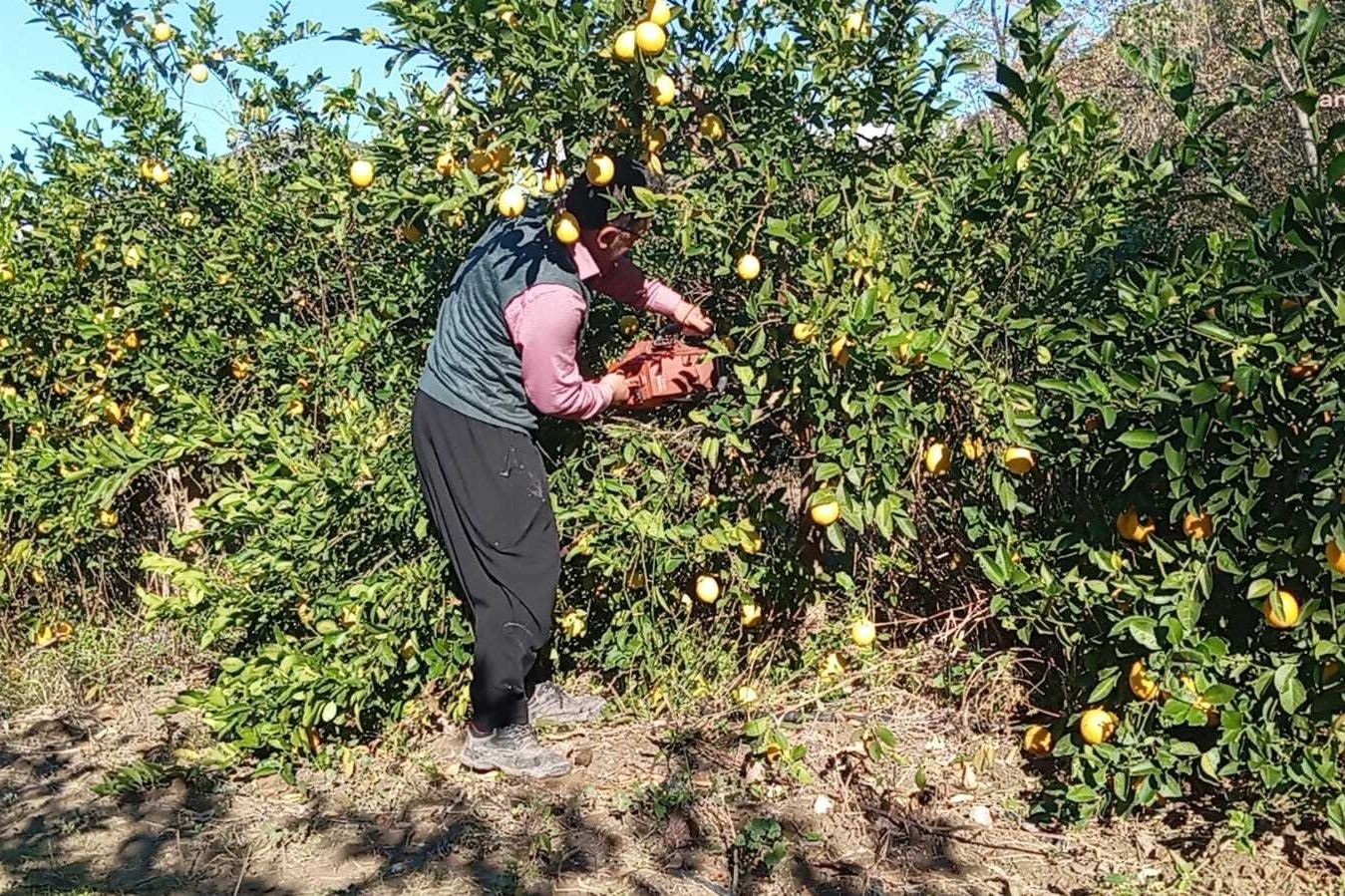 Limon bahçesinde üretici.