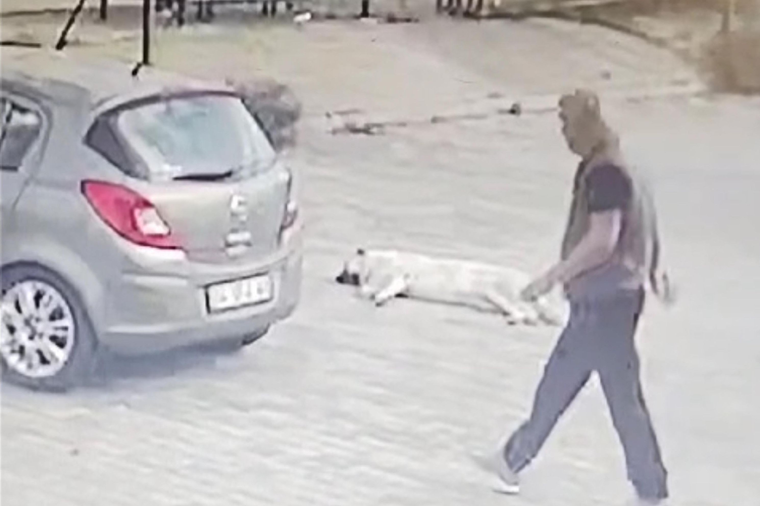 Sürücü arabasına giderken yerde yatan köpek