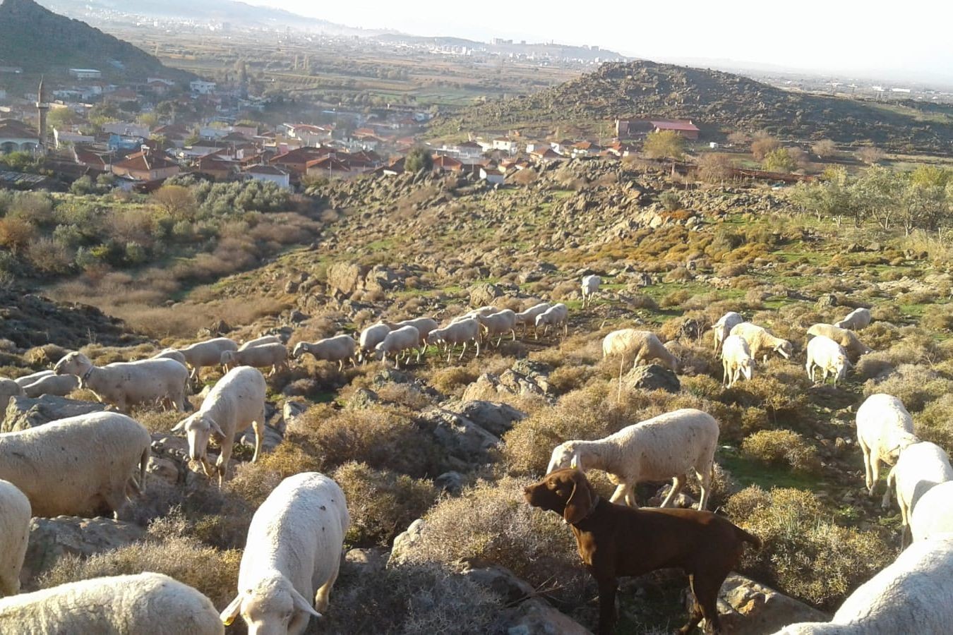  1. derece SİT alanı olan ve mera olarak kullanılan alan.