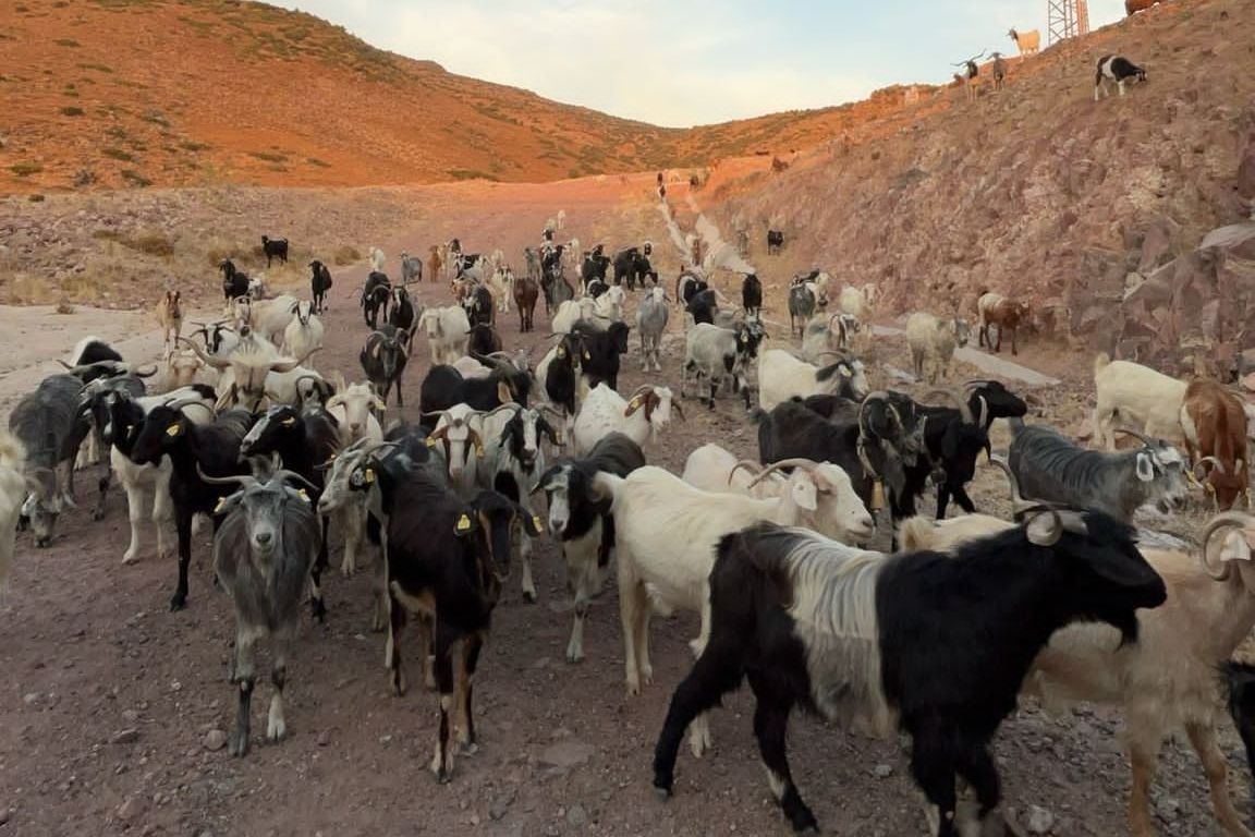  1. derece SİT alanı olan ve mera olarak kullanılan alan.