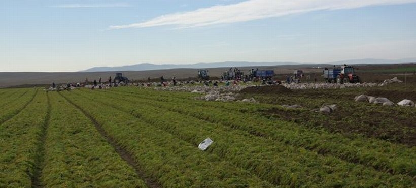 Irkçı saldırı sonrası işçi gitti mahsul kaldı