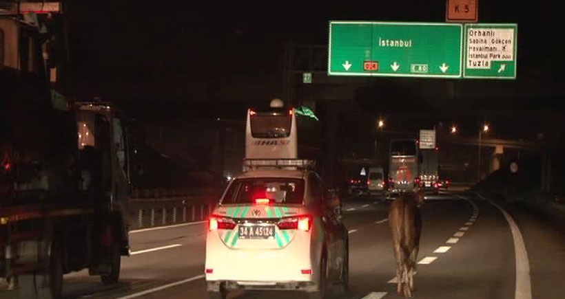 TEM Otoyolu'nda kaçan boğayı polis 2 saat kovaladı