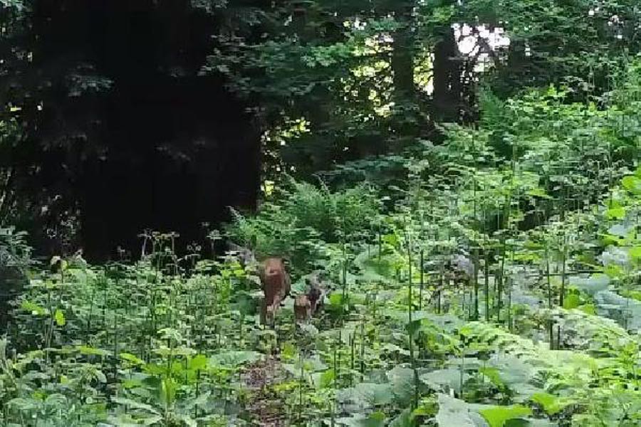 Tabiat Anıtı’nda fotokapanla karaca görüntülendi