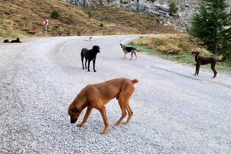 Onlarca köpek Gidengelmez Dağları'na terk edildi