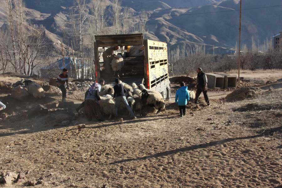 Hakkari’de besiciler göç ediyor