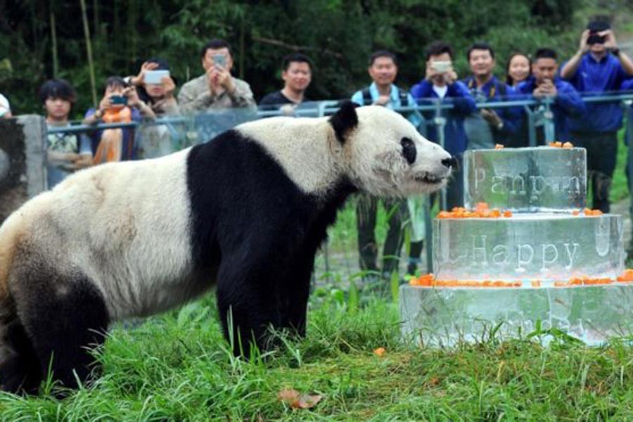 En yaşlı erkek panda yaşamını yitirdi