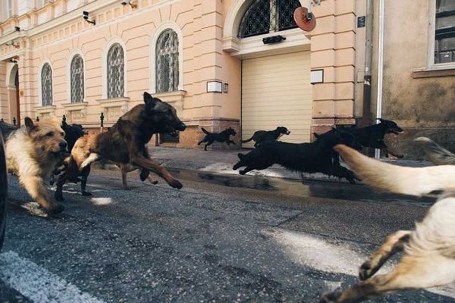 Kuyruklu Hikâyeler: Sinemanın Köpekleri