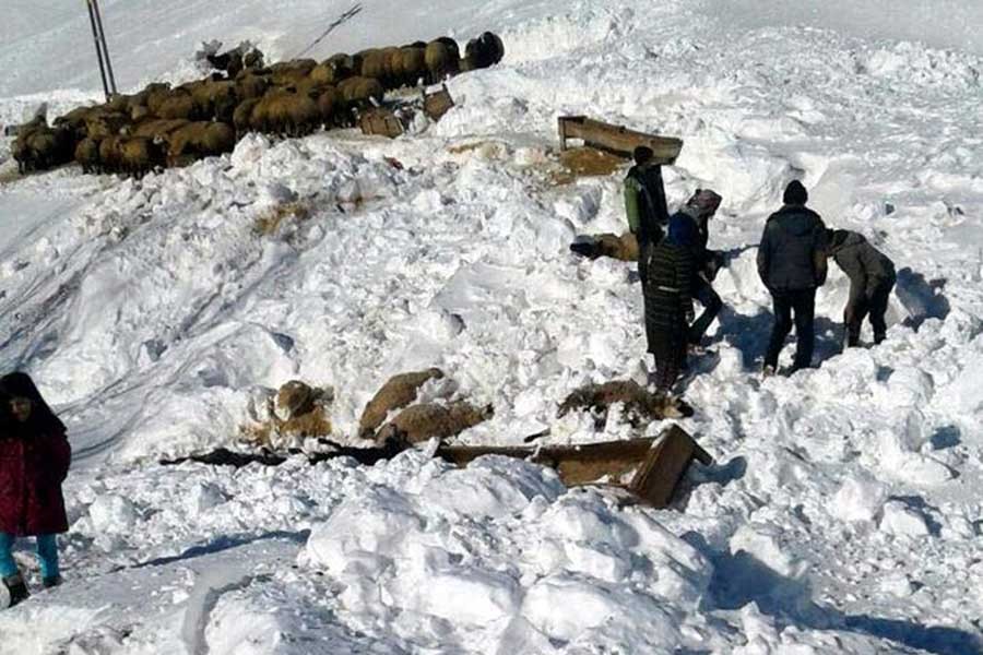 Peri Vadisinde çığ düştü, 150 hayvan öldü