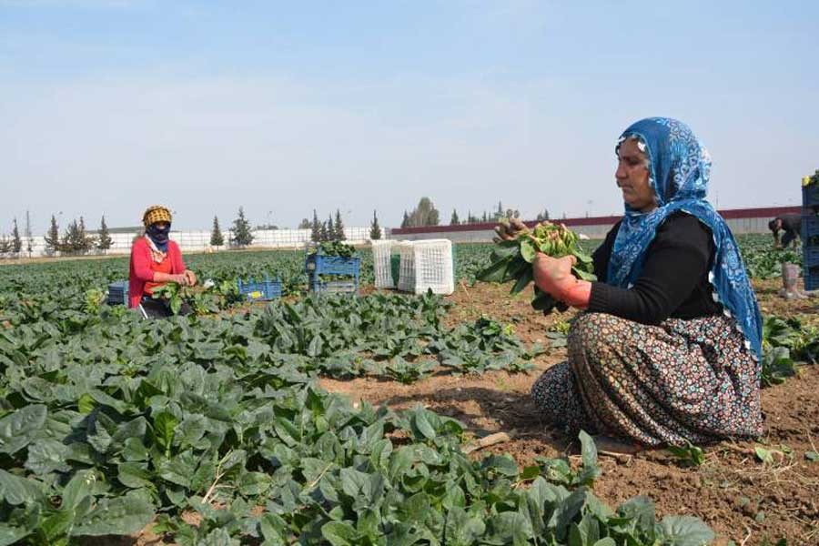 Tarlada çalışan kadınlar: Şartlar zor, emeğin karşılığı yok