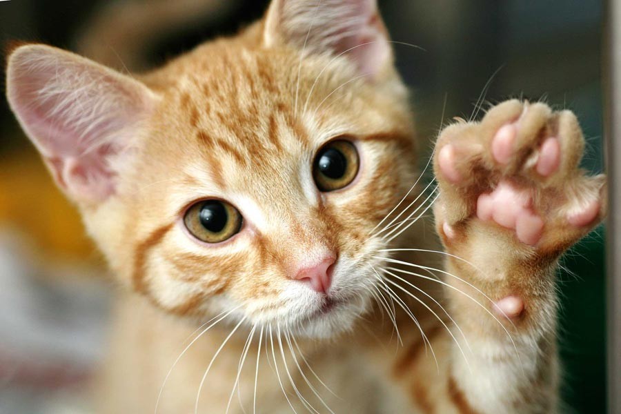 Fransa�nın bir köyünde 1 ayda 200 kedi zehirlenerek öldü