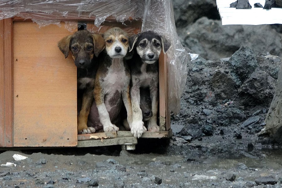 Yavru köpekler taş ocağına terk edildi