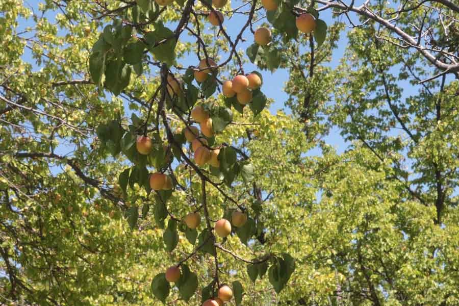 Gübre fiyatı 15 kat arttı kayısı yerinde saydı