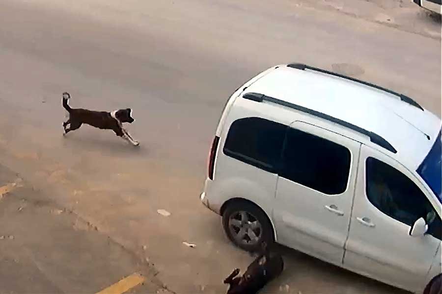 Köpeği ezen kişiye sadece trafik güvenliğinden işlem yapıldı