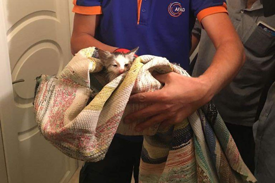 Tuvalet deliğine düşen yavru kedi AFAD tarafından kurtarıldı