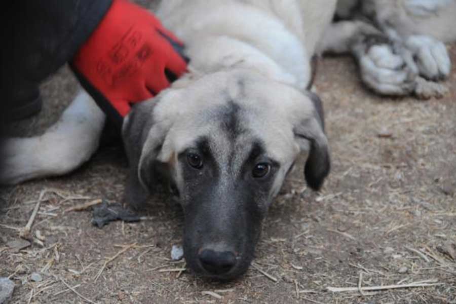 Antep'te iki kişi köpeğe işkence yaptı