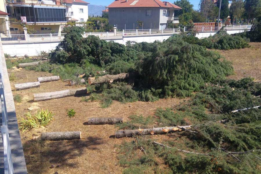 Meteorolojik ölçümler yapmak için ağaçları kestiler