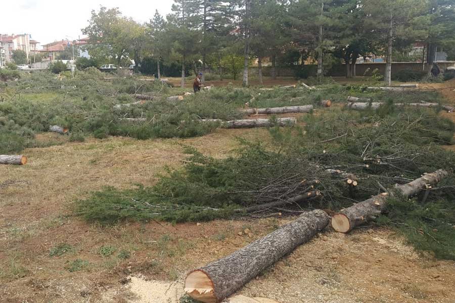 Meteoroloji Bölge Müdürü: Bu durumda üç beş ağacı düşünmeyiz