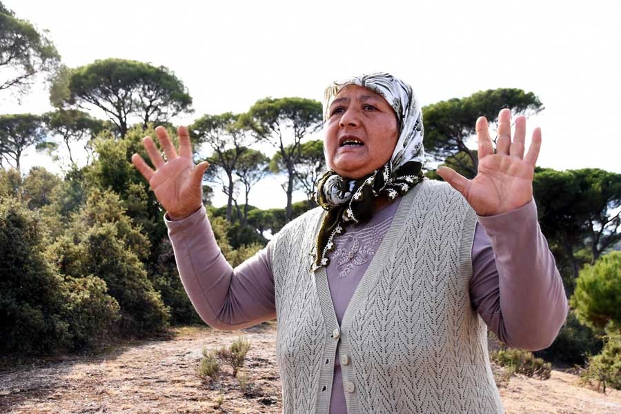 Fıstık çamları kesilen Muğlalılar: Taş mı yiyelim