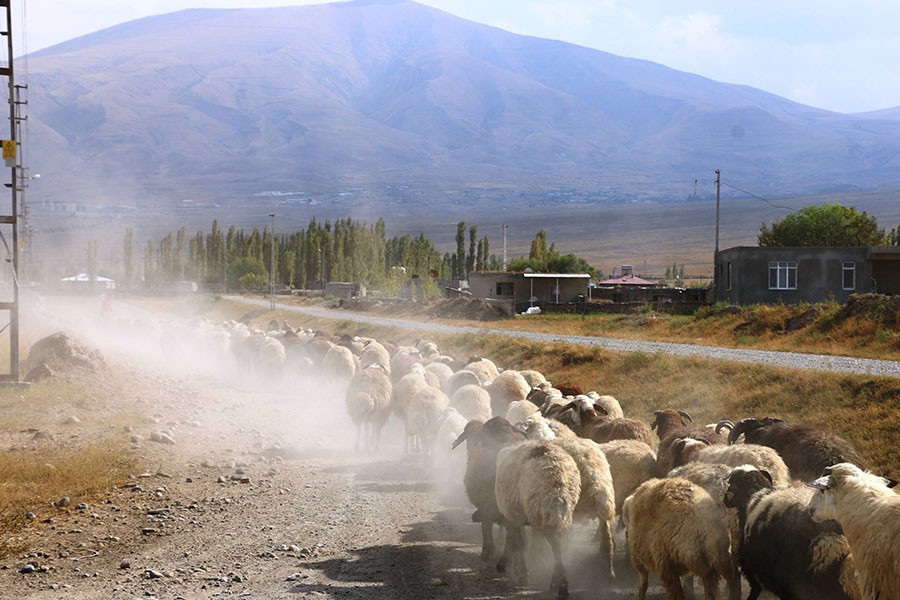 Korhan Yaylası’nda yasak çileye dönüştü