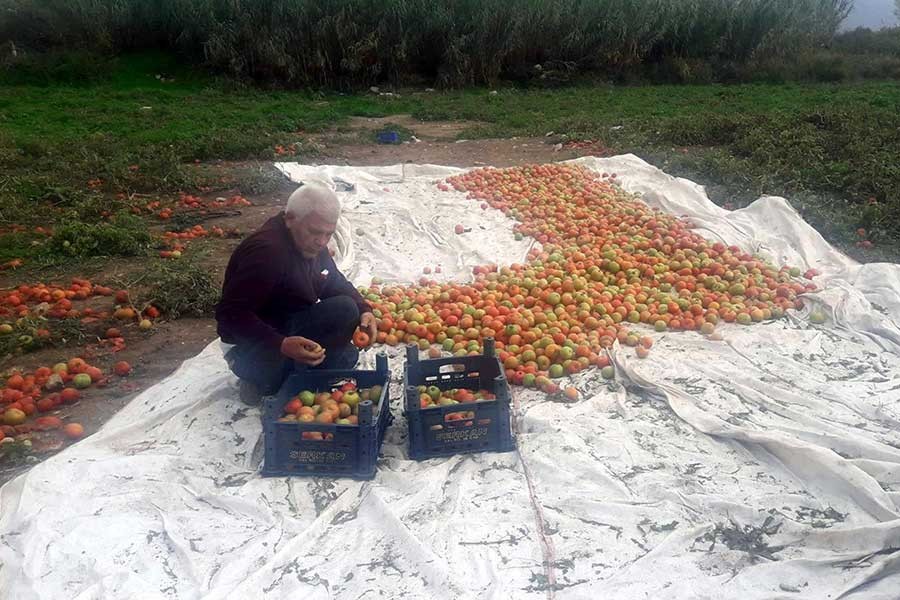 Datçalı domates üreticisi yıllar sonra güldü