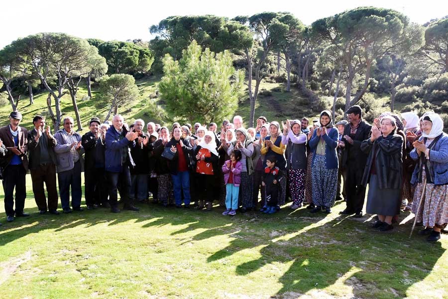 Mahkeme çam ağaçlarının kesilmesini durdurdu