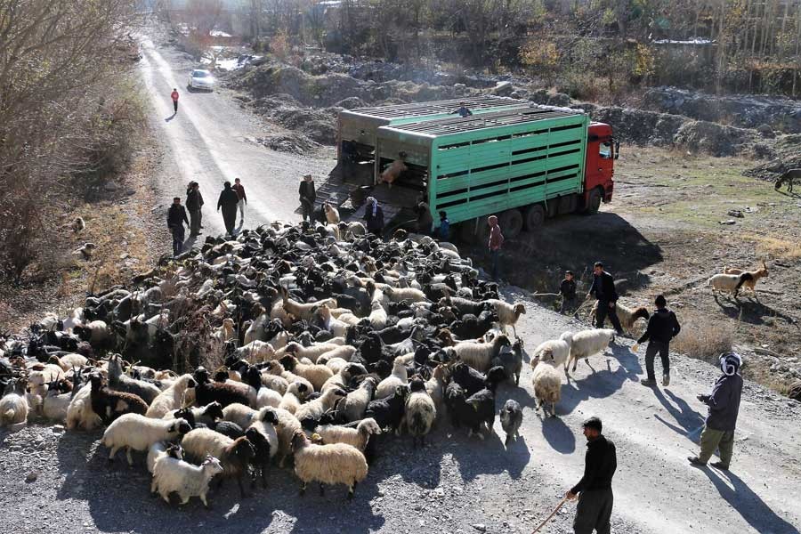 Yayla yasakları göçe zorladı